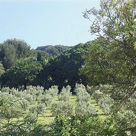 Au Jardin De La Ferme - Vigne Vierge * Six-Fours-les-Plages